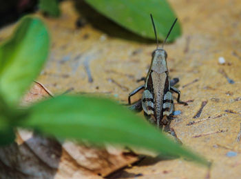 Close-up of insect