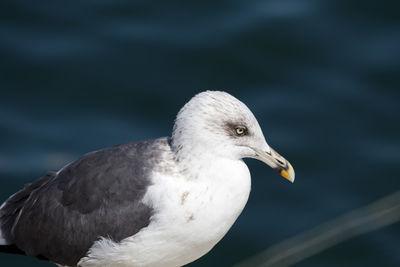 Close-up of seagull