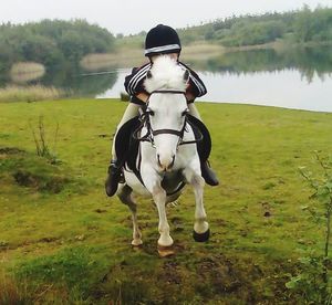 Horse on field