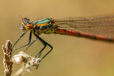 Close-up of damselfly