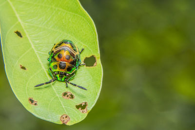 Close-up of insect on plant