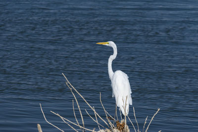 White heron on lake