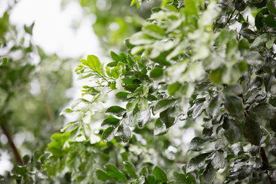 Close-up of fresh green plants