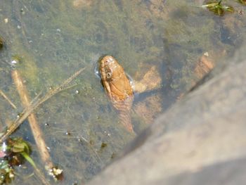 High angle view of turtle in water