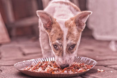 Close-up portrait of a eating food