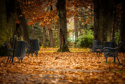 Bench by trees during autumn