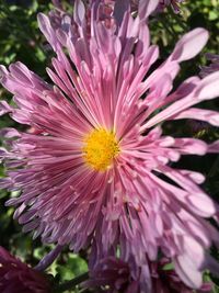 Close-up of purple flower in field