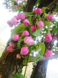 Close-up of pink flowers growing on tree