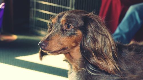 Close-up of dog looking away