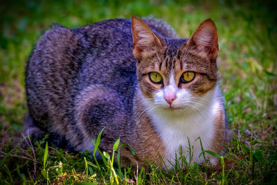 Portrait of a cat on field