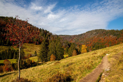 Trees on field against sky during autumn