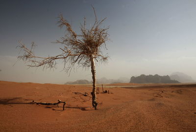 Bare tree against sky at desert