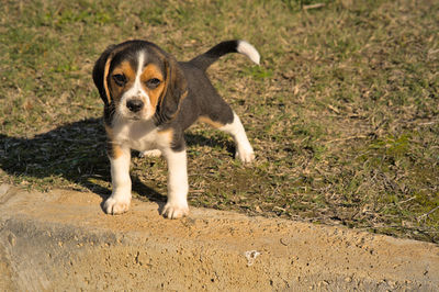 pet