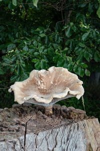 Close-up of mushroom growing on tree in forest