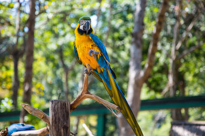 Gold and blue macaw perching on tree