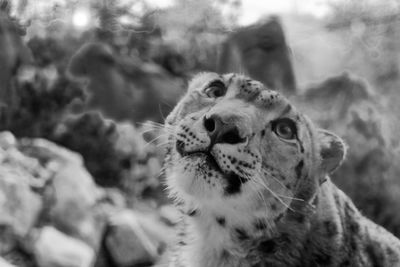 Close-up of a leopard