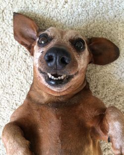 Close-up portrait of puppy