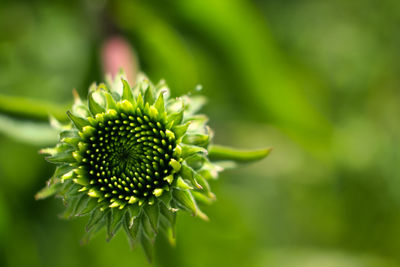 Close-up of white flower plant