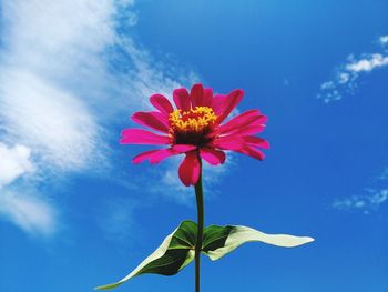 Close-up of flower against blue sky