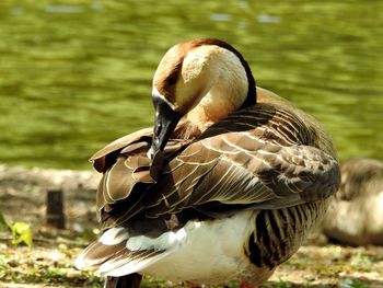 Close-up of duck on lake