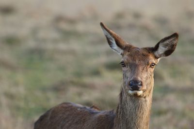 Close-up portrait of horse on land