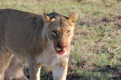 Portrait of lioness with bloodied mouth on field