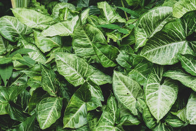 Full frame shot of fresh green leaves