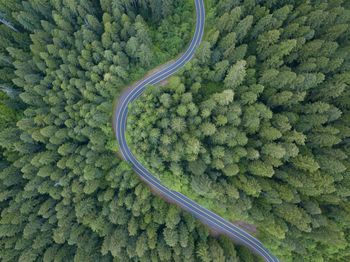 High angle view of plants growing on road