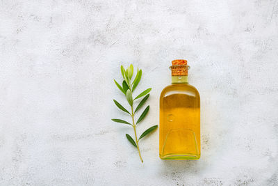 Plant growing in container against white background