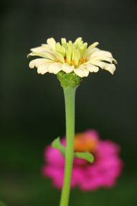 Close-up of flowering plant against black background