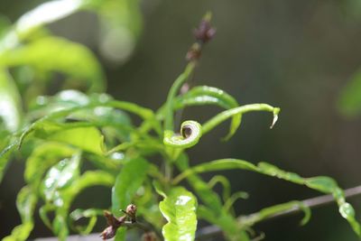 Close-up of wet plant