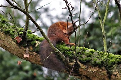 Low angle view of squirrel on tree in forest