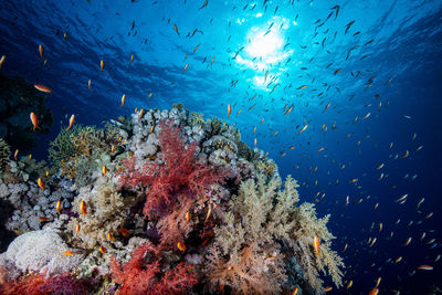 Colorful reef of the red sea taken against the sun