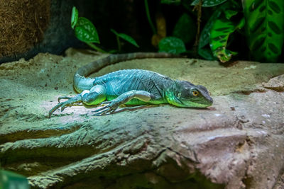 Close-up of a lizard