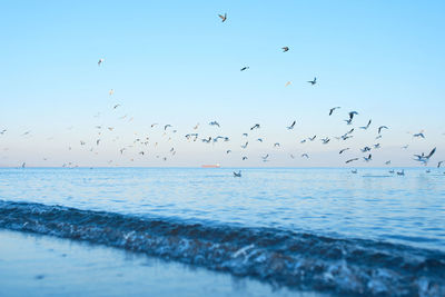 Flock of birds flying over sea