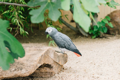 Close-up of bird perching on rock