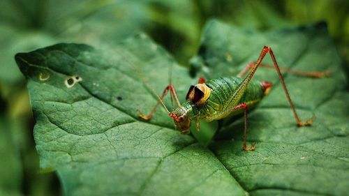 Close-up of insect on leaf