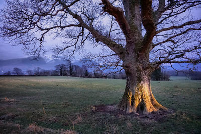 Bare trees on grassy field