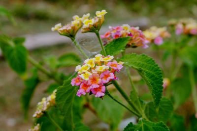 Close-up of flowering plant