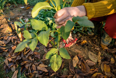 Woman pruning back dahlia plant foliage before digging up the tubers for storage.
