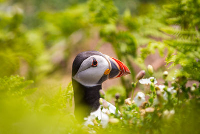 Puffins on skomer island of the coast of pembrokeshire 