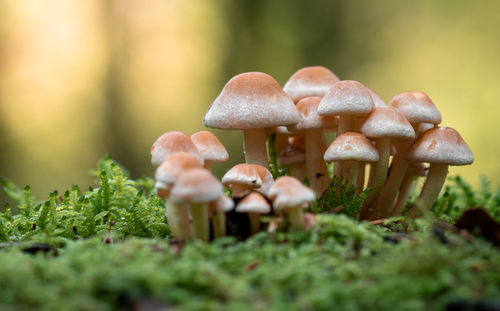 Fungus Mushroom