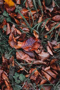 High angle view of dry leaves on field