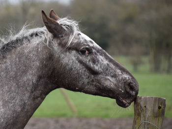 Close-up of a horse on land