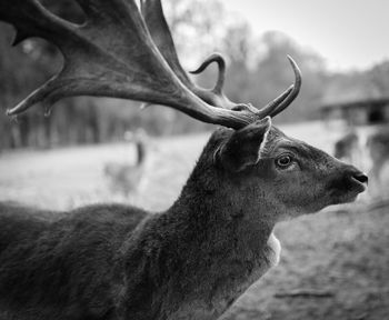 Close-up of stag against sky