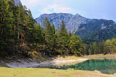 Scenic view of trees in forest against sky