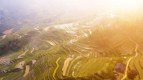 High angle view of rice field