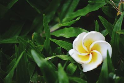 Close-up of white flowering plant