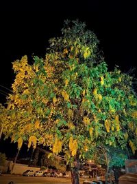 Low angle view of tree against building at night