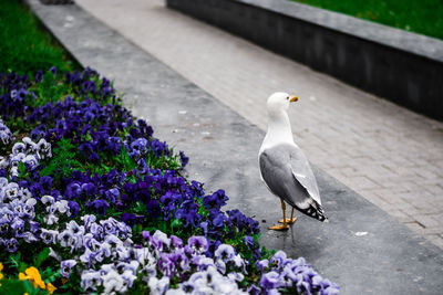 Close-up of seagull perching on flower